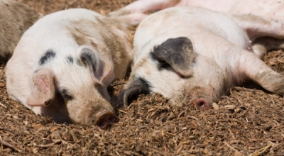 Un focar de pestă porcină africană, închis la Satu Mare