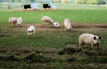 Pesta Porcină Africană confirmată într-o gospodărie din județul Vrancea