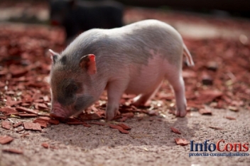 Prima tranșă acordată României pentru măsurile de urgență privind combaterea pestei porcine africane