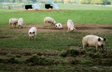 Virusul Pestei Porcine Africane depistat la porci mistreți de pe un fond de vânătoare din județul Bistrița-Năsăud