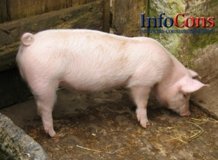 Confirmare pestă porcină africană în județele Timiș și Arad