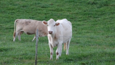 Bunăstarea animalelor în timpul transportului
