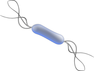 Bacteria Listeria monocytogenes și cum o putem evita