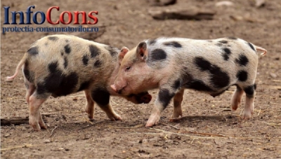 Actualizarea situației privind evoluția Pestei Porcine Africane