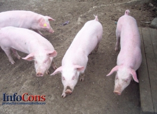 Precizări ANSVSA cu privire la modalitățile de transmitere ale virusului pestei porcine africane