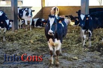 Măsurile obligatorii pe care trebuie să le respecte crescătorii de animale în perioadele caniculare