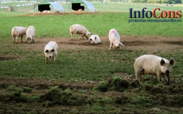 Actualizarea situației privind evoluția Pestei Porcine Africane