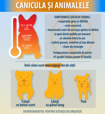 Protejează-ți câinele pe perioada de caniculă