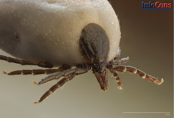INFECŢIA CU VIRUSUL WEST NILE - InfoCons