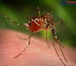 Cum se transmite boala West Nile?