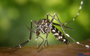 Importanţa economică şi pentru sănătatea publică- Virusul West Nile 