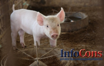 Actualizarea situației privind evoluția Pestei Porcine Africane