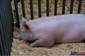 Actualizarea situației privind evoluția Pestei Porcine Africane