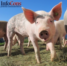 Actualizarea situației privind evoluția Pestei Porcine Africane